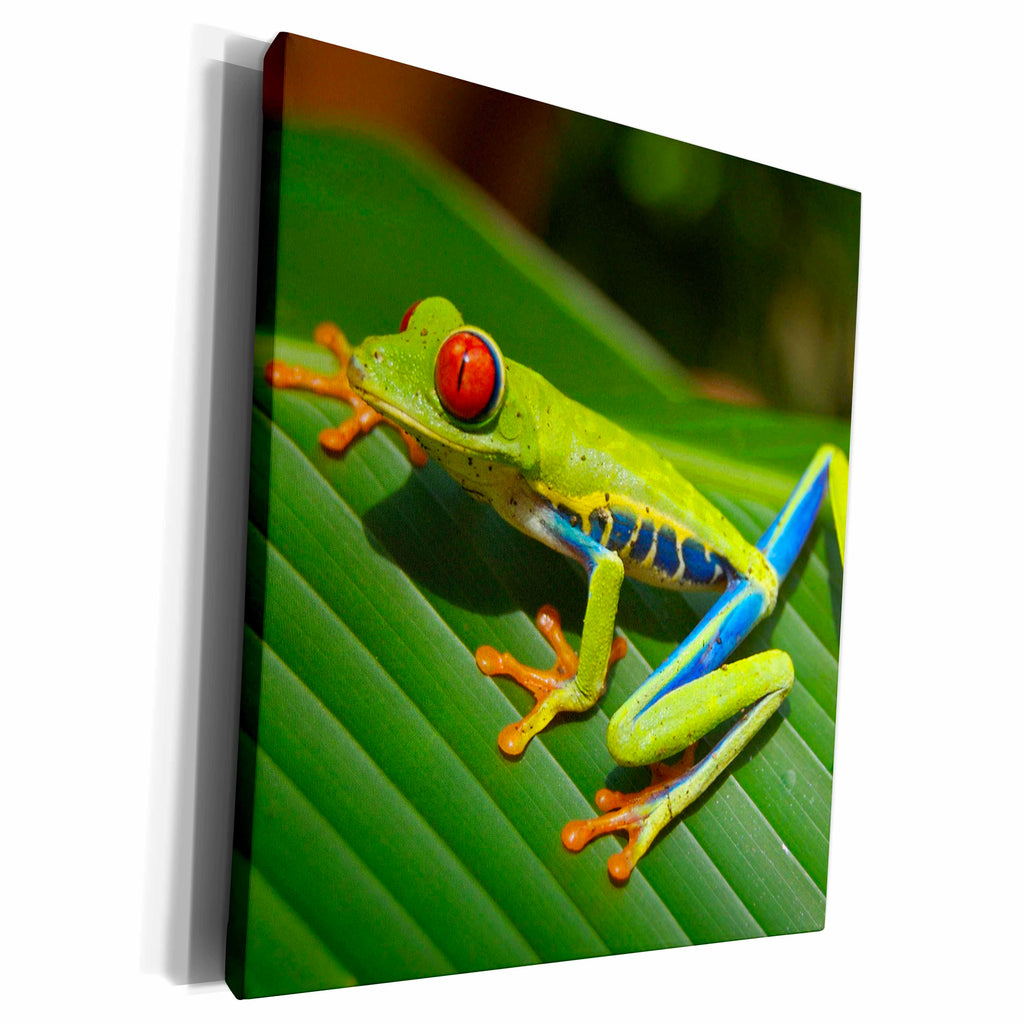 3dRose Sven Herkenrath Reptile - Green Exotic Reptile Frog - Museum Grade Canvas Wrap (cw_236640)