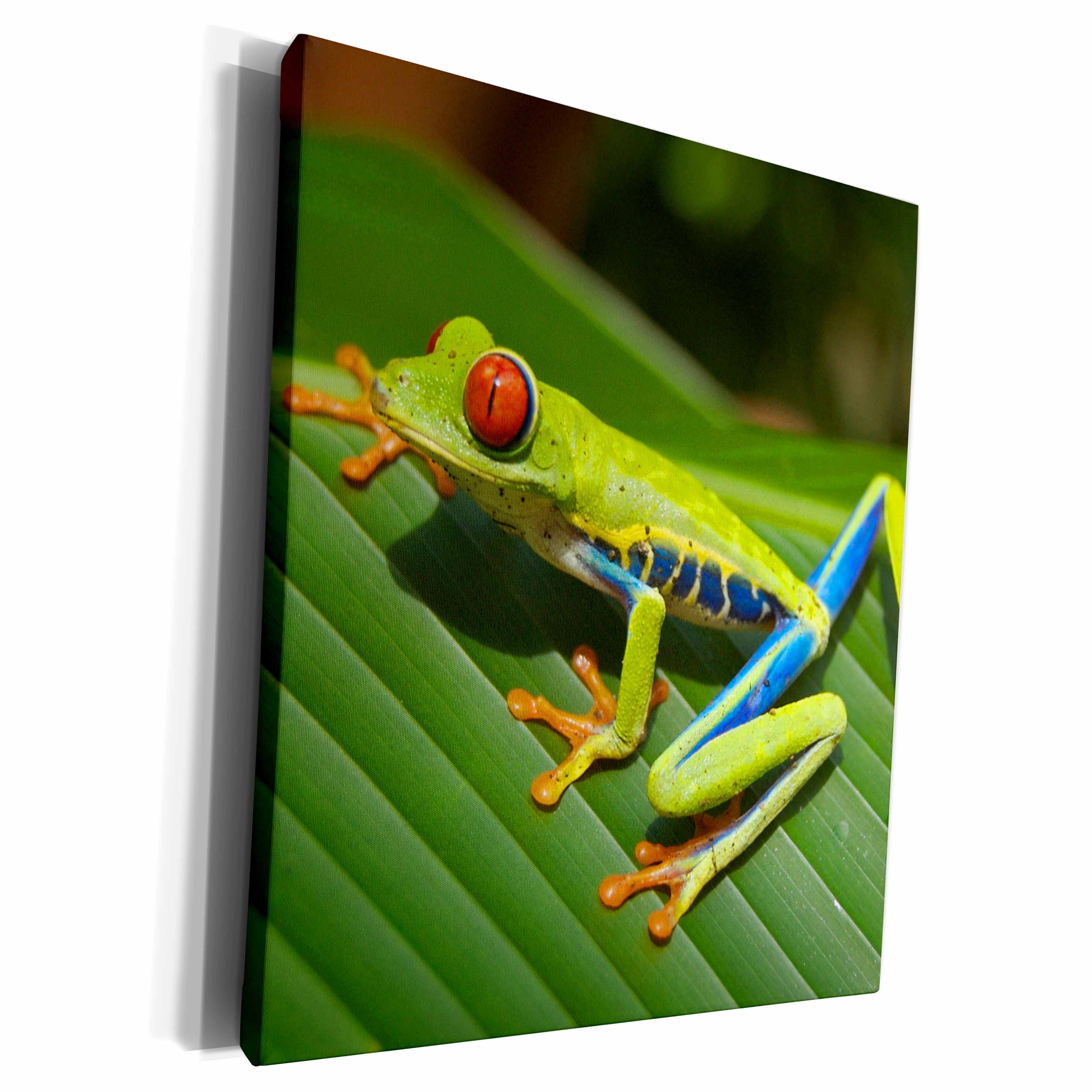 3dRose Sven Herkenrath Reptile - Green Exotic Reptile Frog - Museum Grade Canvas Wrap (cw_236640)