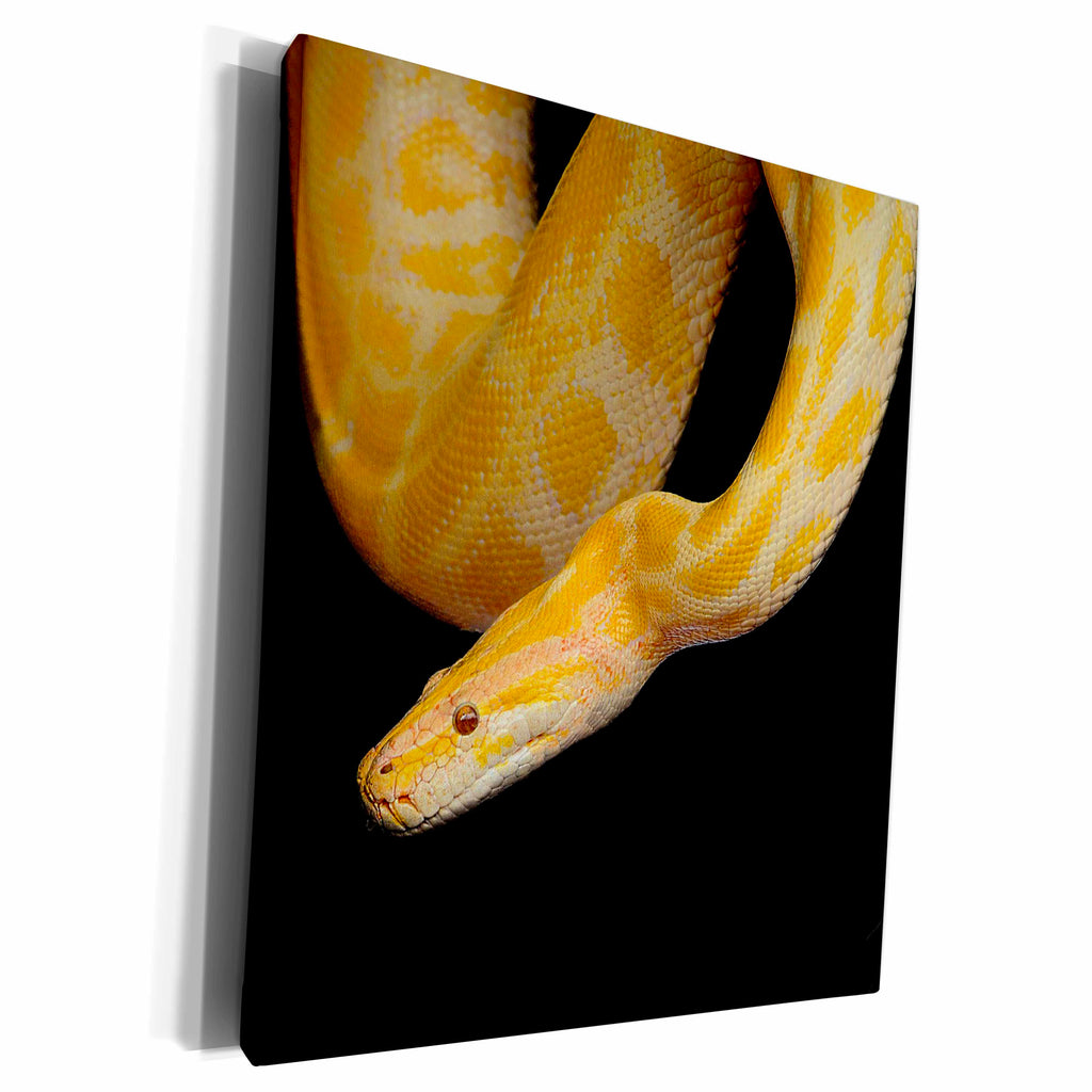 3dRose Dangerous Yellow Python Snake Reptile - Museum Grade Canvas Wrap (cw_314115)