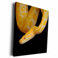 3dRose Dangerous Yellow Python Snake Reptile - Museum Grade Canvas Wrap (cw_314115)