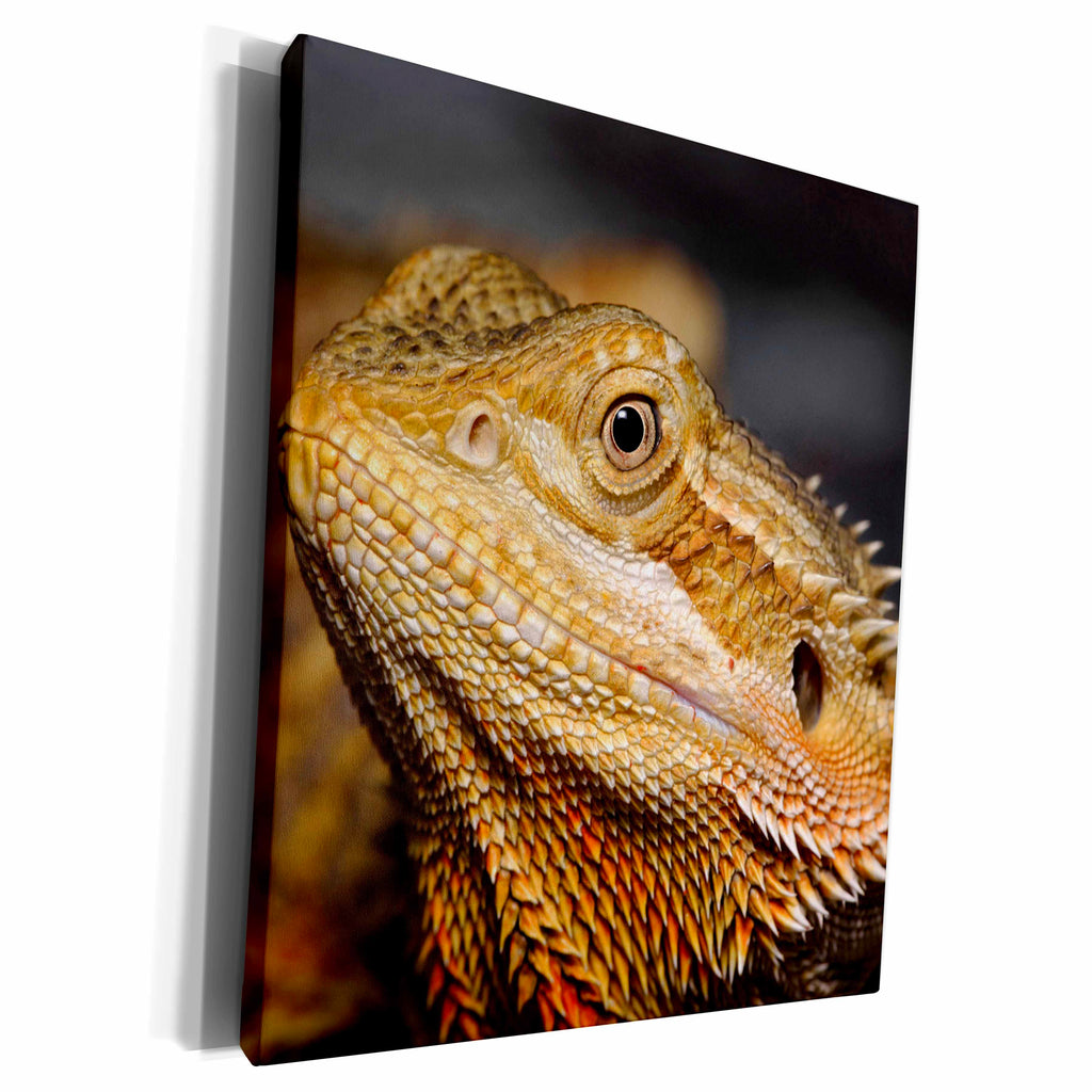 3dRose Bearded Dragon, Pogona vitticeps, lizard, reptile -... - Museum Grade Canvas Wrap (cw_83646)