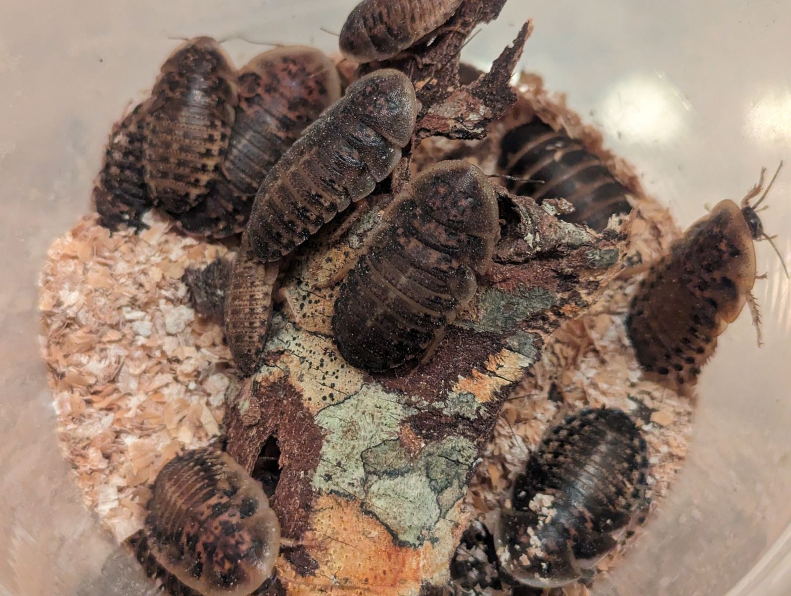 Live Dubia Roaches
