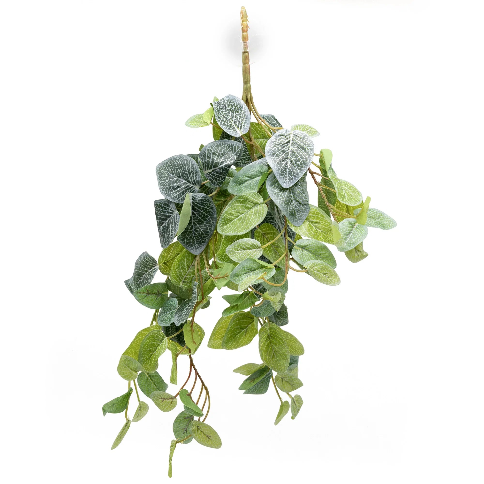 Pangea Fittonia Hanging Bush 24"