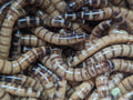 Live Superworms