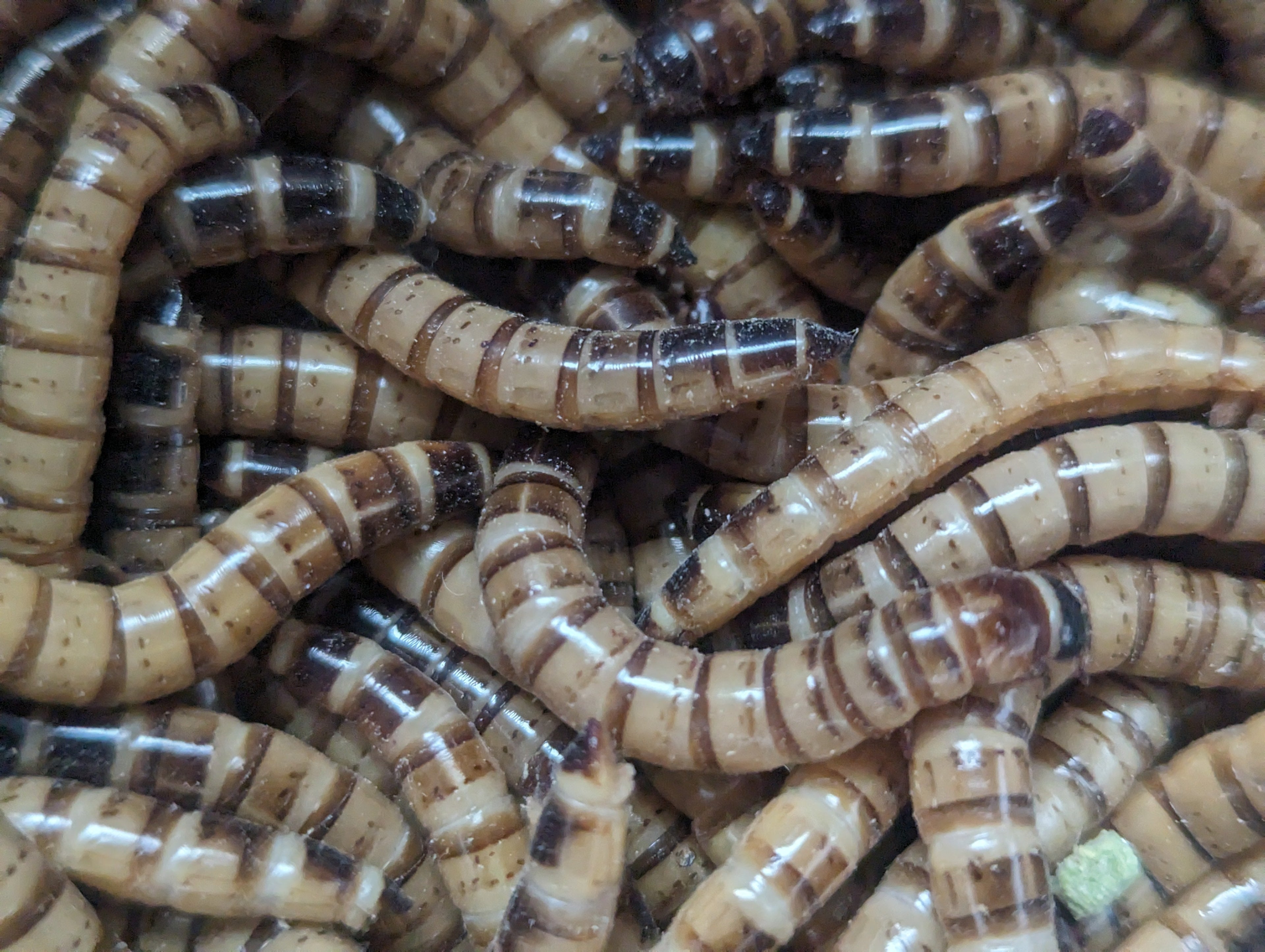 Live Superworms