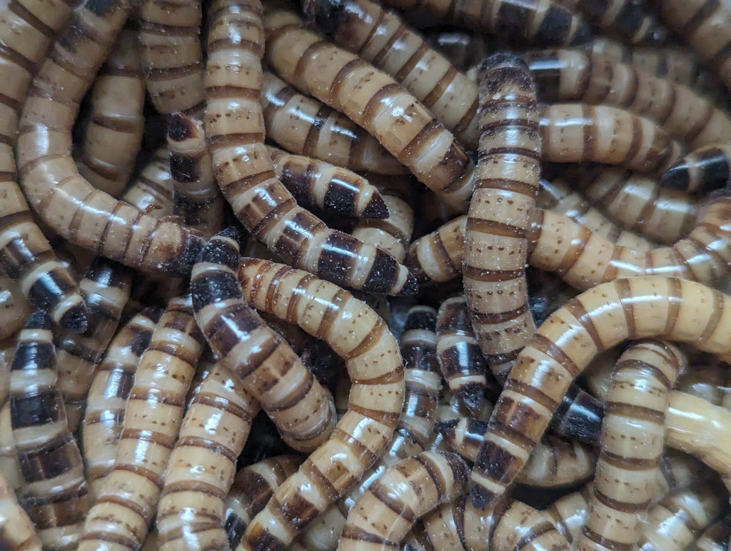 Live Superworms