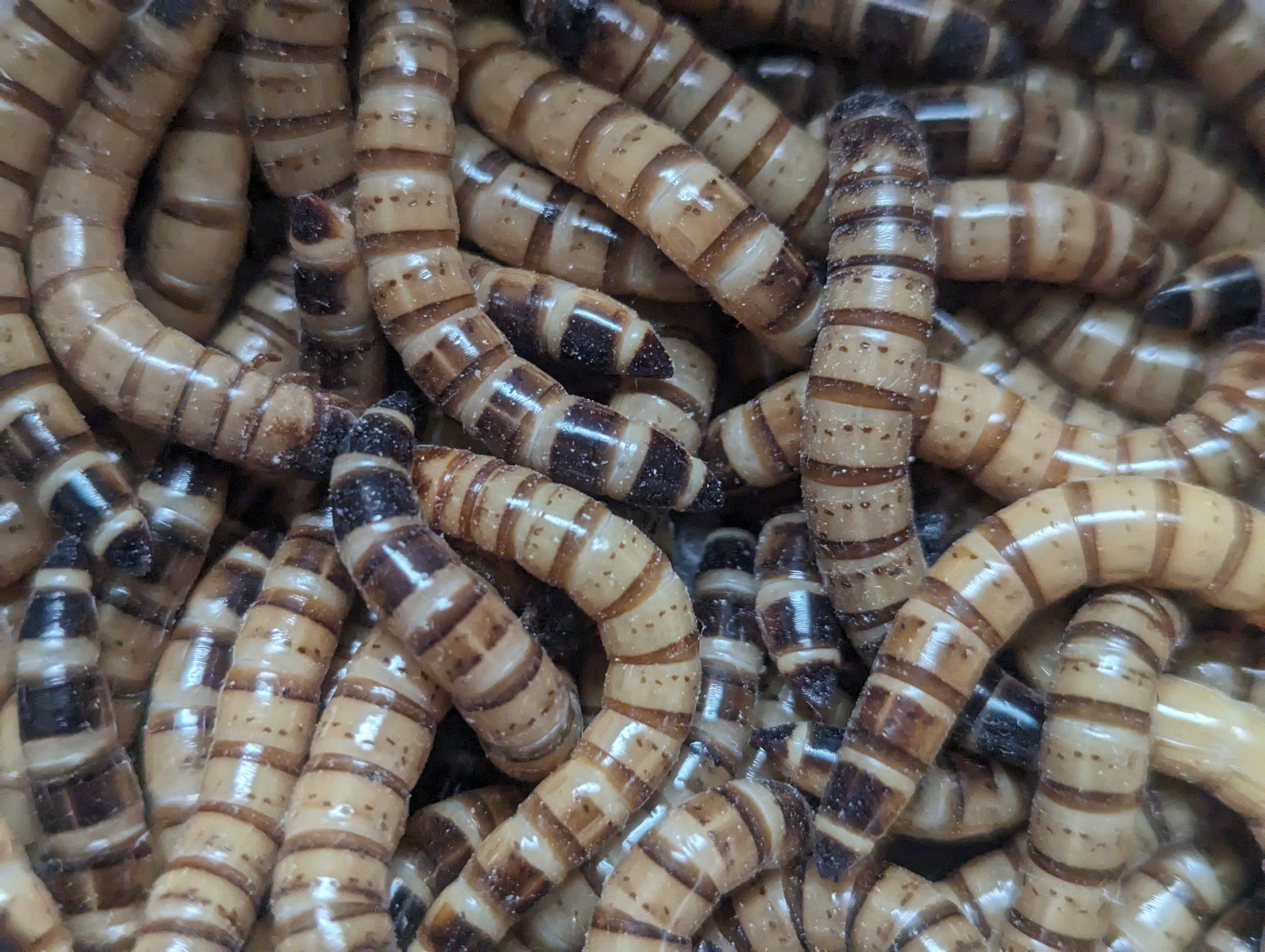 Live Superworms