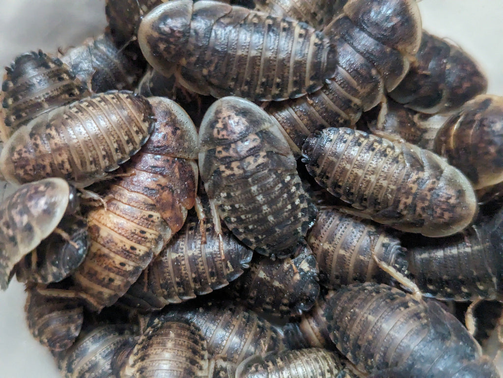 Live Dubia Roaches