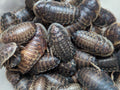 Live Dubia Roaches