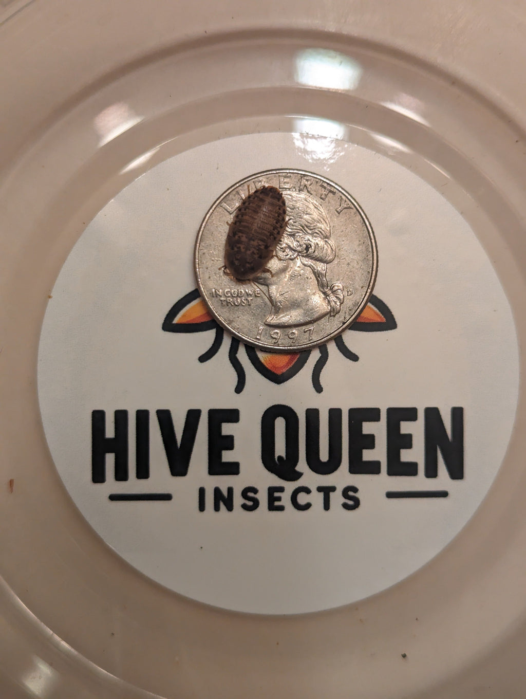 Live Dubia Roaches