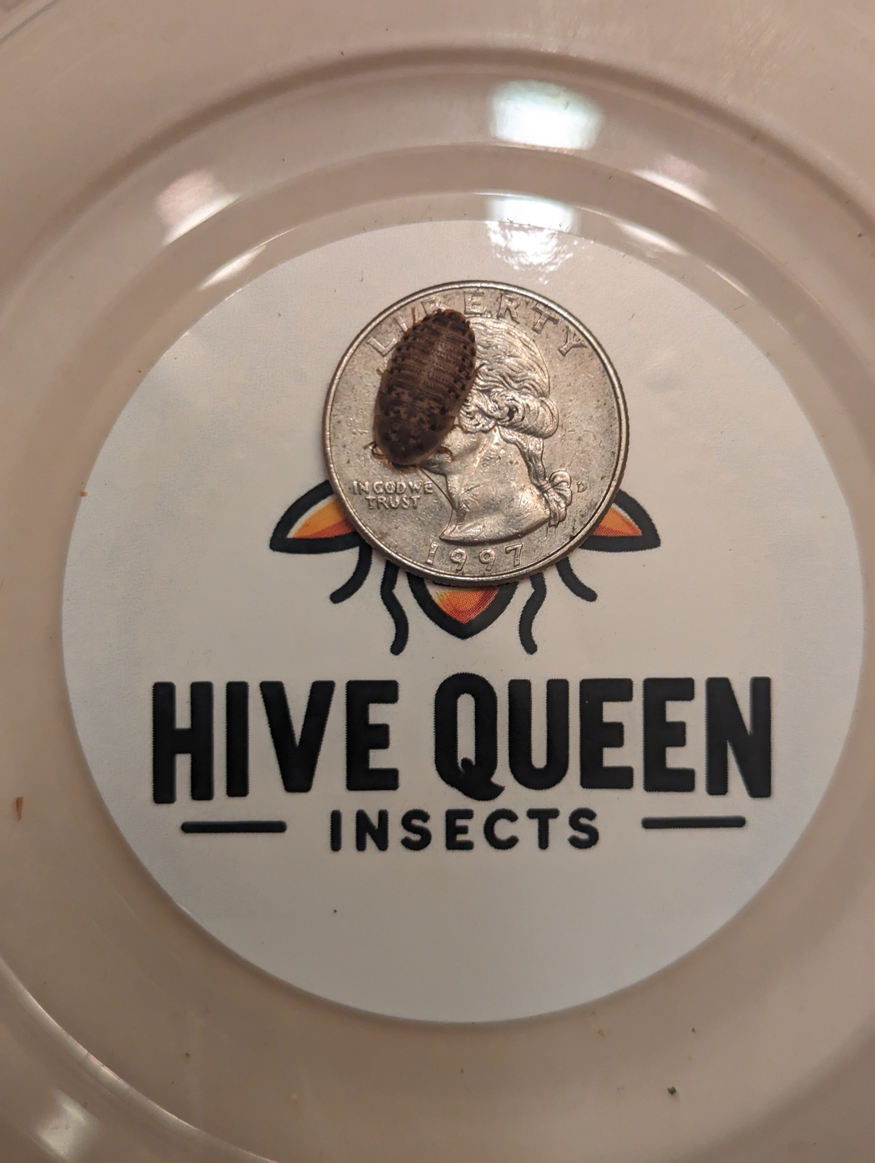 Live Dubia Roaches