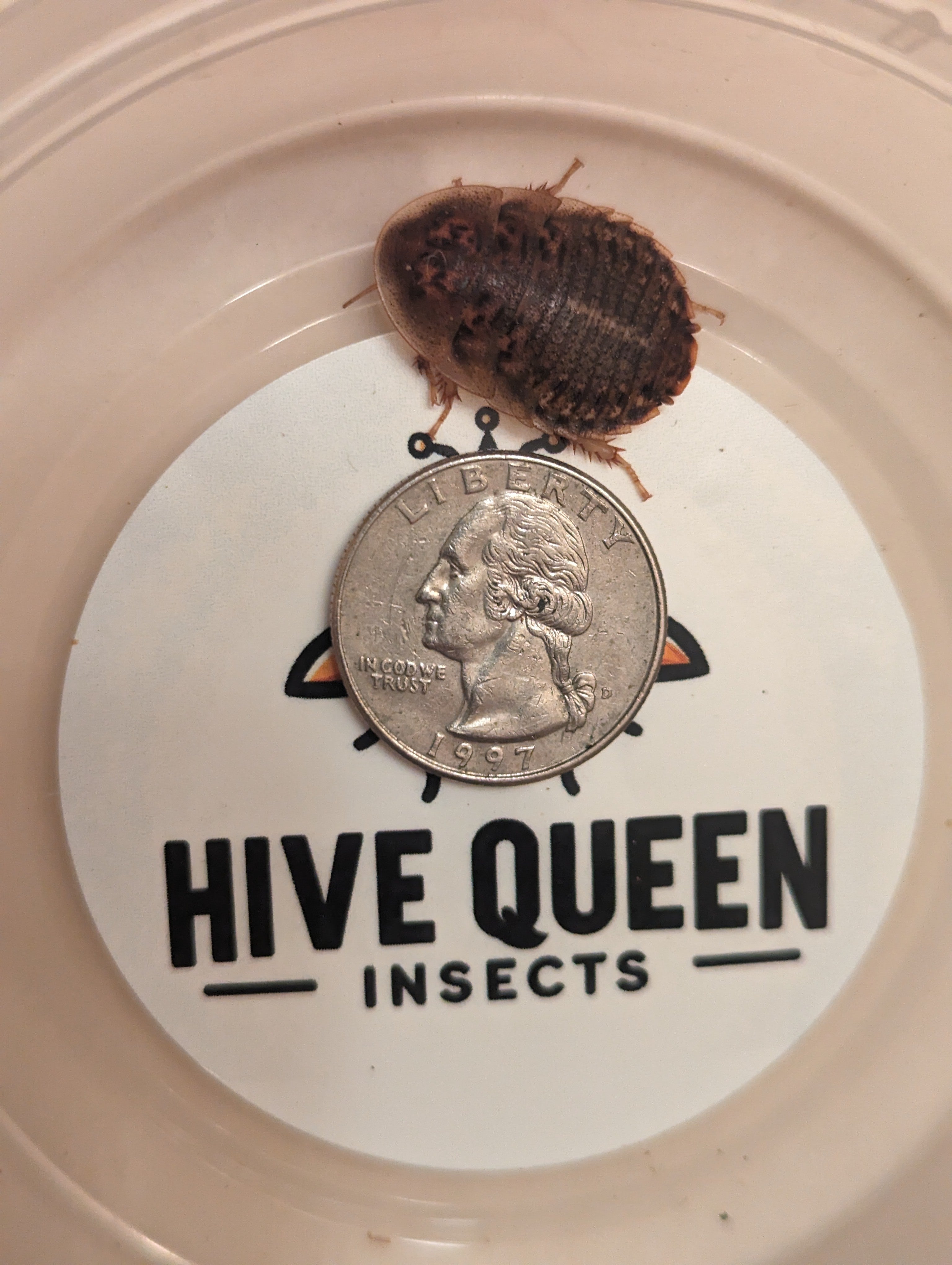 Live Dubia Roaches