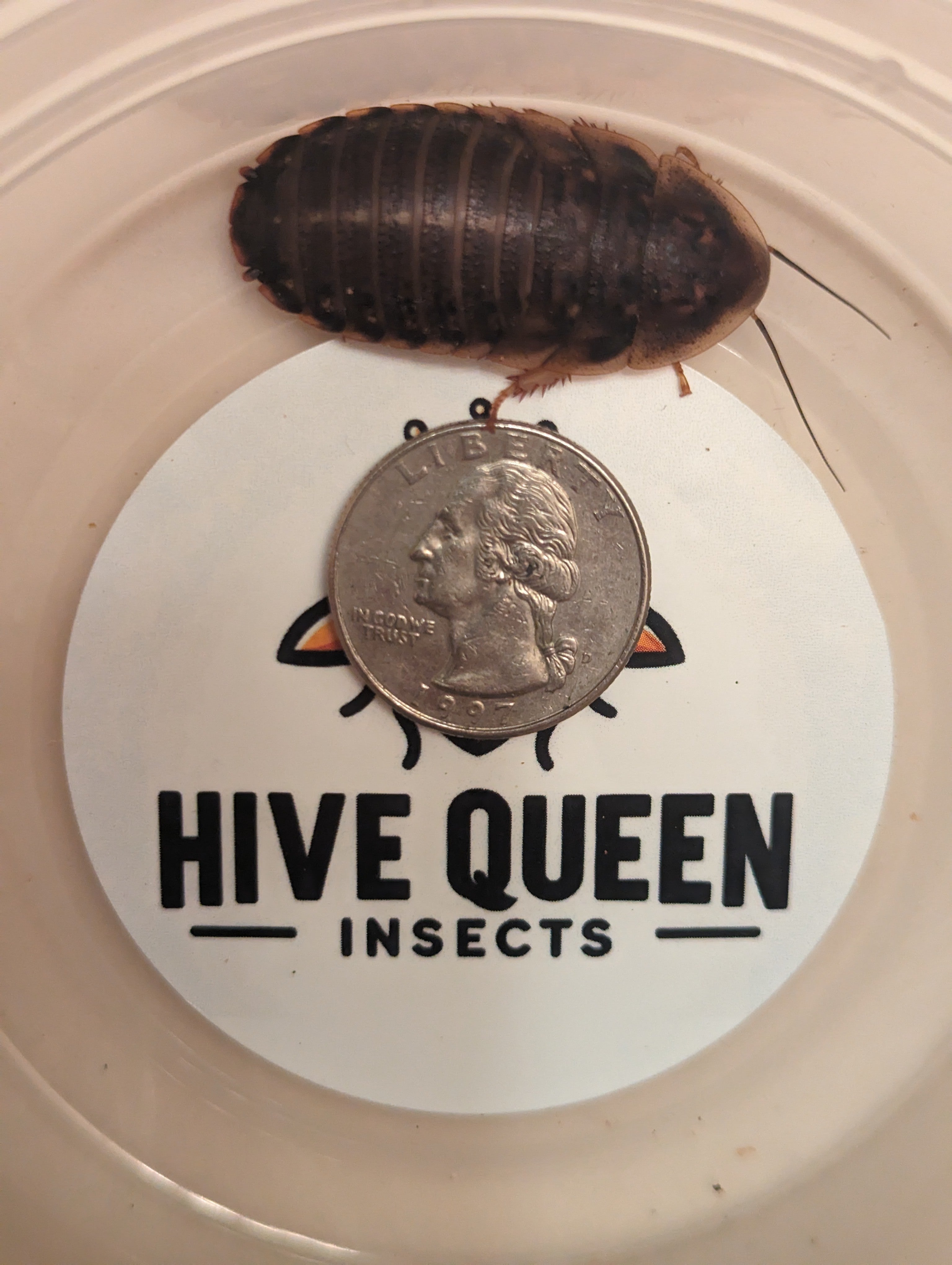 Live Dubia Roaches